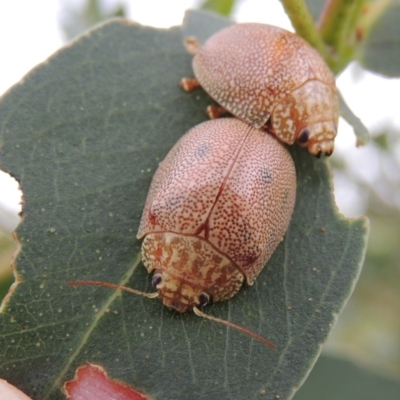 Paropsis atomaria (Eucalyptus leaf beetle) at Paddys River, ACT - 21 Jan 2015 by michaelb