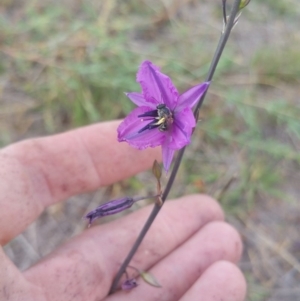 Arthropodium fimbriatum at Amaroo, ACT - 15 Nov 2018 09:10 AM