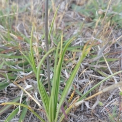 Arthropodium fimbriatum at Amaroo, ACT - 15 Nov 2018 09:10 AM