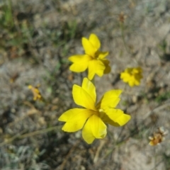 Goodenia pinnatifida (Scrambled Eggs) at Amaroo, ACT - 14 Nov 2018 by nath_kay