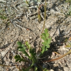 Goodenia pinnatifida at Amaroo, ACT - 15 Nov 2018