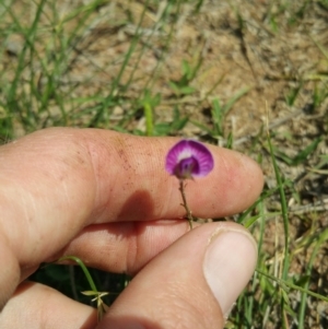 Glycine tabacina at Amaroo, ACT - 15 Nov 2018 11:00 AM