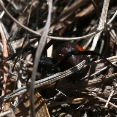 Latrodectus hasselti (Redback Spider) at Farrer Ridge - 15 Nov 2018 by jbromilow50