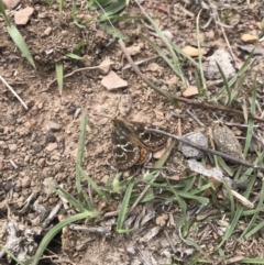 Synemon plana (Golden Sun Moth) at Forde, ACT - 16 Nov 2018 by JasonC