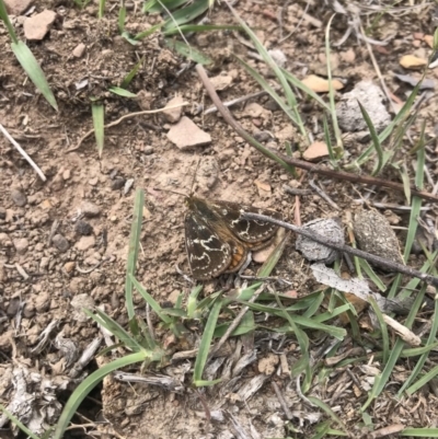 Synemon plana (Golden Sun Moth) at Forde, ACT - 16 Nov 2018 by JasonC