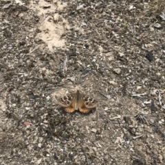 Synemon plana (Golden Sun Moth) at Mulligans Flat - 16 Nov 2018 by JasonC