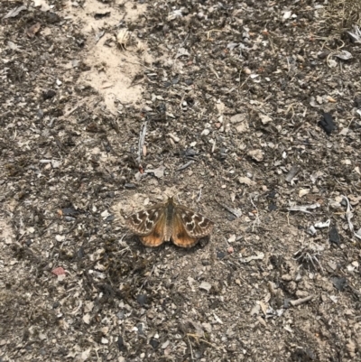 Synemon plana (Golden Sun Moth) at Mulligans Flat - 16 Nov 2018 by JasonC