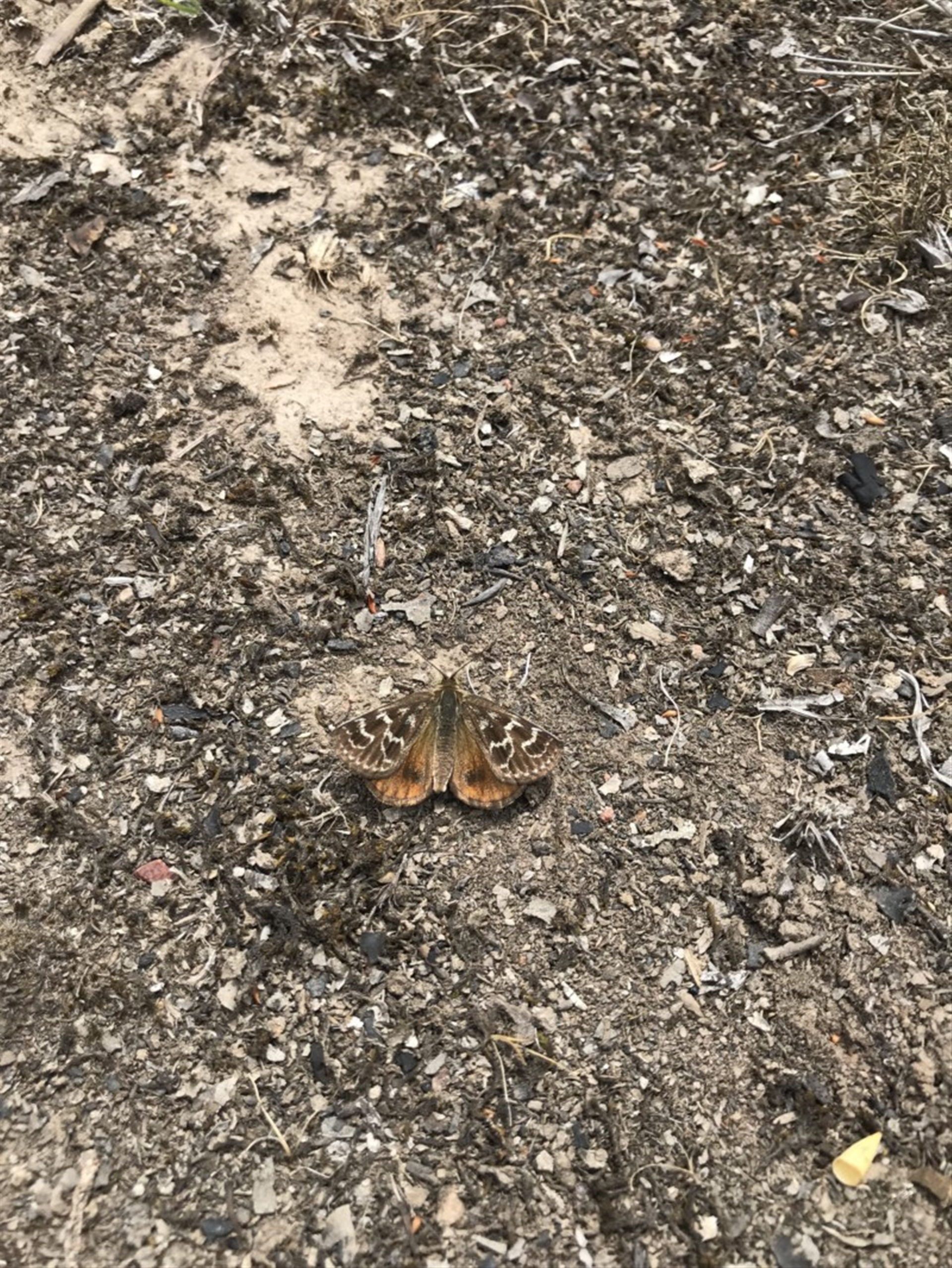 Synemon plana at Forde, ACT - 16 Nov 2018 11:17 AM