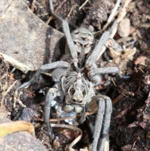 Tasmanicosa godeffroyi at Farrer, ACT - 15 Nov 2018