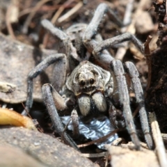 Tasmanicosa godeffroyi at Farrer, ACT - 15 Nov 2018