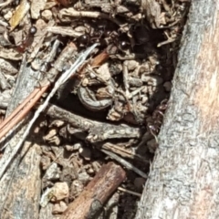 Papyrius nitidus (Shining Coconut Ant) at Isaacs Ridge and Nearby - 16 Nov 2018 by Mike