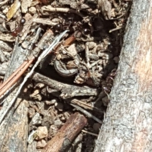 Papyrius nitidus at Isaacs, ACT - 16 Nov 2018