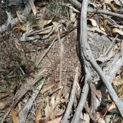 Papyrius nitidus at Isaacs, ACT - suppressed