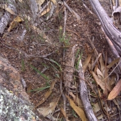 Papyrius nitidus at Isaacs, ACT - suppressed