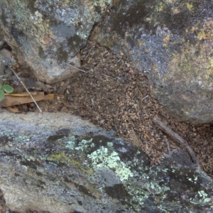 Papyrius nitidus at Isaacs, ACT - suppressed