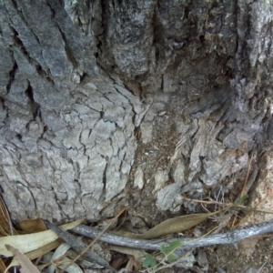 Papyrius nitidus at Isaacs, ACT - suppressed