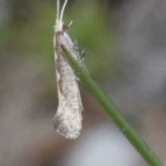 Plutella xylostella (Diamondback Moth) at Undefined - 1 Nov 2018 by jb2602