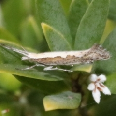 Plutella xylostella at undefined - 1 Nov 2018