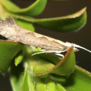 Plutella xylostella at undefined - 1 Nov 2018