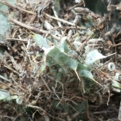 Papyrius nitidus at Isaacs Ridge - suppressed