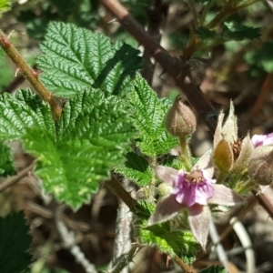 Rubus parvifolius at Isaacs, ACT - 16 Nov 2018