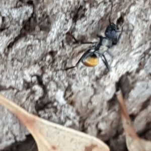 Polyrhachis ammon at Isaacs Ridge - 16 Nov 2018 12:12 PM