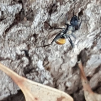 Polyrhachis ammon (Golden-spined Ant, Golden Ant) at Isaacs Ridge and Nearby - 16 Nov 2018 by Mike