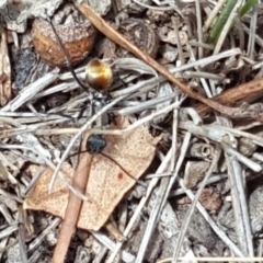 Polyrhachis ammon at Isaacs Ridge - 16 Nov 2018 12:12 PM