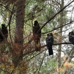 Zanda funerea (Yellow-tailed Black-Cockatoo) at Isaacs Ridge - 16 Nov 2018 by Mike