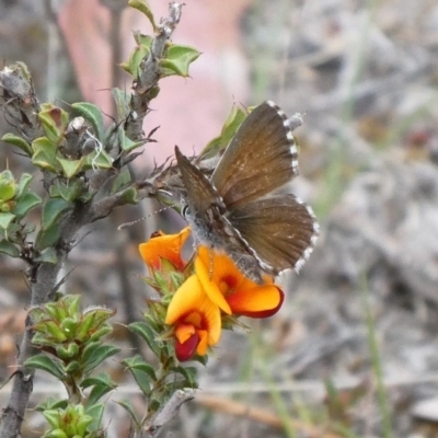 Neolucia agricola (Fringed Heath-blue) at Tuggeranong Hill - 16 Nov 2018 by owenh