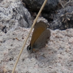 Nacaduba biocellata (Two-spotted Line-Blue) at Theodore, ACT - 16 Nov 2018 by Owen