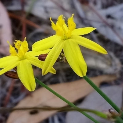 Tricoryne elatior (Yellow Rush Lily) at Kambah, ACT - 16 Nov 2018 by RosemaryRoth