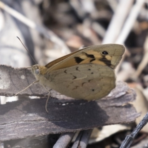 Heteronympha merope at Dunlop, ACT - 15 Nov 2018 12:52 PM