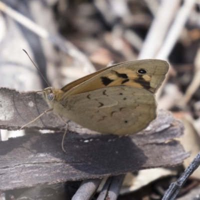 Heteronympha merope (Common Brown Butterfly) at Dunlop, ACT - 15 Nov 2018 by Alison Milton