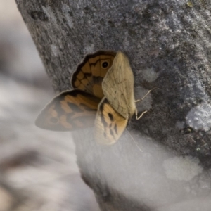 Heteronympha merope at Dunlop, ACT - 15 Nov 2018 12:52 PM