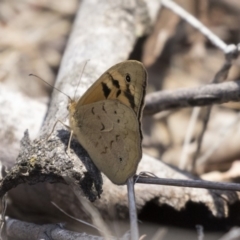 Heteronympha merope at Dunlop, ACT - 15 Nov 2018 12:52 PM