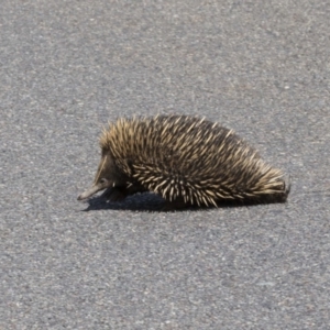 Tachyglossus aculeatus at Dunlop, ACT - 15 Nov 2018 02:57 PM