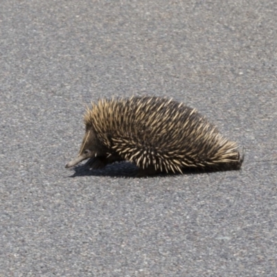 Tachyglossus aculeatus (Short-beaked Echidna) at Dunlop, ACT - 15 Nov 2018 by AlisonMilton