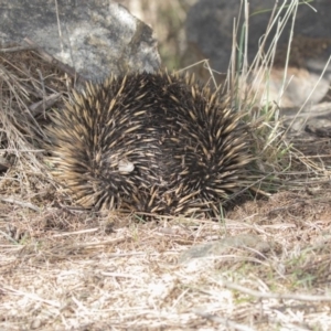 Tachyglossus aculeatus at Dunlop, ACT - 15 Nov 2018