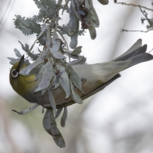 Zosterops lateralis at Dunlop, ACT - 15 Nov 2018 02:39 PM