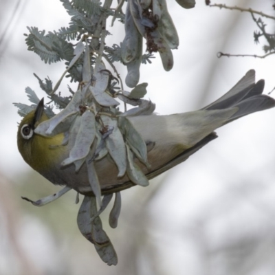 Zosterops lateralis (Silvereye) at Dunlop, ACT - 15 Nov 2018 by Alison Milton