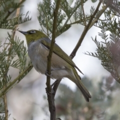 Zosterops lateralis at Dunlop, ACT - 15 Nov 2018 02:39 PM