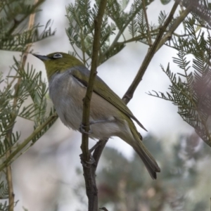 Zosterops lateralis at Dunlop, ACT - 15 Nov 2018 02:39 PM