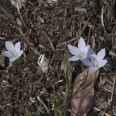 Wahlenbergia sp. (Bluebell) at Dunlop, ACT - 15 Nov 2018 by AlisonMilton