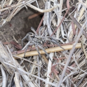 Lycosidae (family) at Dunlop, ACT - 15 Nov 2018 02:34 PM