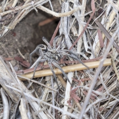 Lycosidae (family) (Unidentified wolf spider) at Dunlop, ACT - 15 Nov 2018 by AlisonMilton