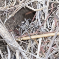 Lycosidae (family) at Dunlop, ACT - 15 Nov 2018 02:34 PM