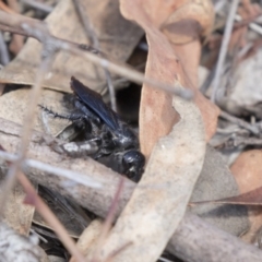 Austroscolia soror (Blue Flower Wasp) at Dunlop, ACT - 15 Nov 2018 by AlisonMilton