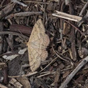 Scopula rubraria at Dunlop, ACT - 15 Nov 2018 02:48 PM