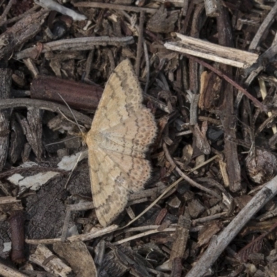 Scopula rubraria (Reddish Wave, Plantain Moth) at Dunlop, ACT - 15 Nov 2018 by Alison Milton